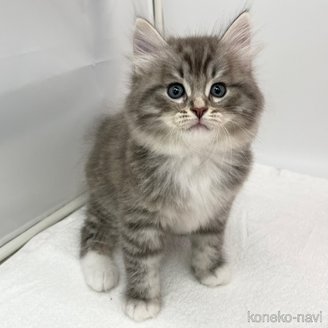販売中の愛知県のラガマフィン-121213の2枚目