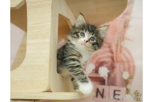 販売中の千葉県のノルウェージャンフォレストキャット-121221