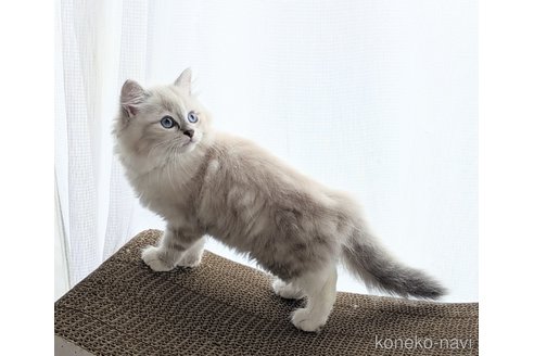 販売中の愛知県のネヴァマスカレード-120230の3枚目