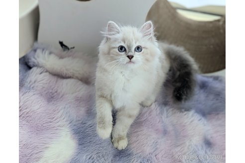 販売中の愛知県のネヴァマスカレード-120230の2枚目