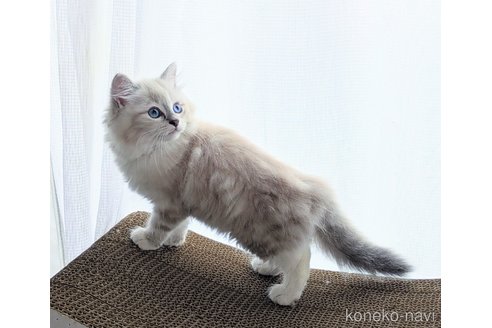 販売中の愛知県のサイベリアン-118778の2枚目