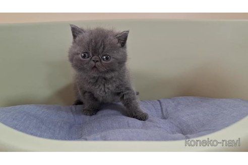 販売中の岐阜県のエキゾチックショートヘア-121231の2枚目