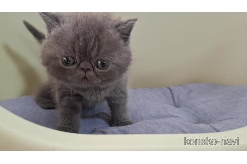販売中の岐阜県のエキゾチックショートヘア-121231の4枚目