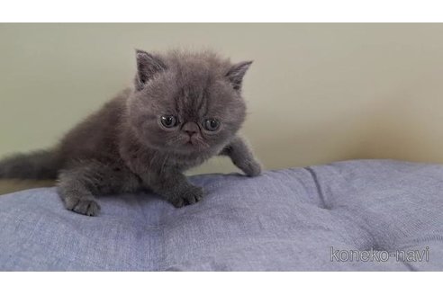 販売中の岐阜県のエキゾチックショートヘア-121231の3枚目