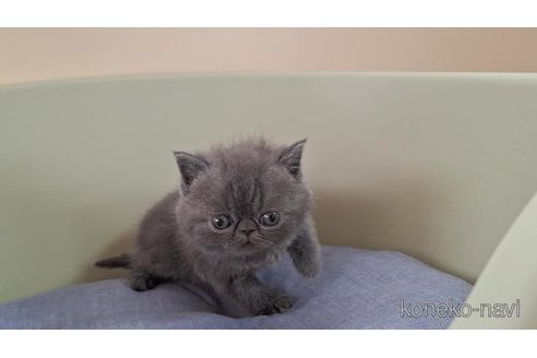販売中の岐阜県のエキゾチックショートヘア-121231の5枚目