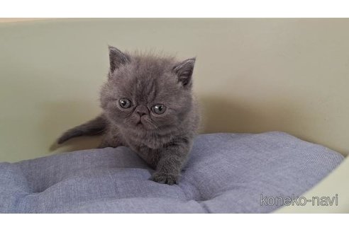 販売中の岐阜県のエキゾチックショートヘア-121231の6枚目