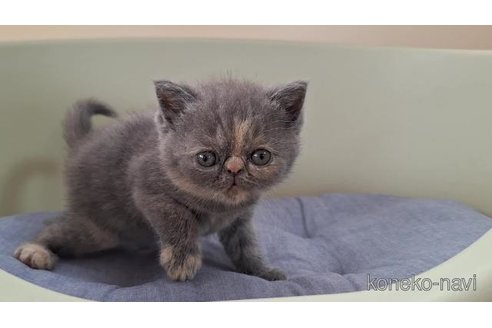 販売中の岐阜県のエキゾチックショートヘア-121232の6枚目