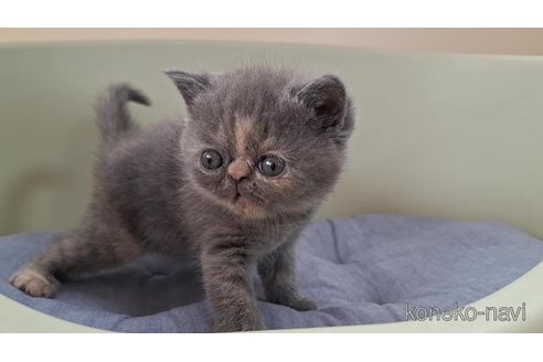 販売中の岐阜県のエキゾチックショートヘア-121232の5枚目
