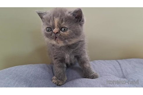 販売中の岐阜県のエキゾチックショートヘア-121232の3枚目