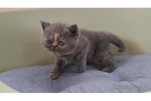 販売中の岐阜県のエキゾチックショートヘア-121232の2枚目
