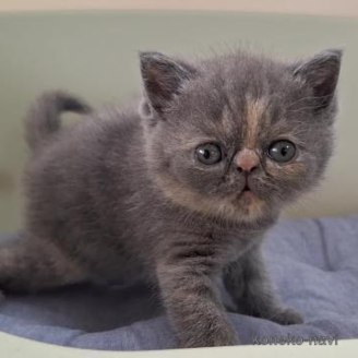 販売中の岐阜県のエキゾチックショートヘア-121232の1枚目