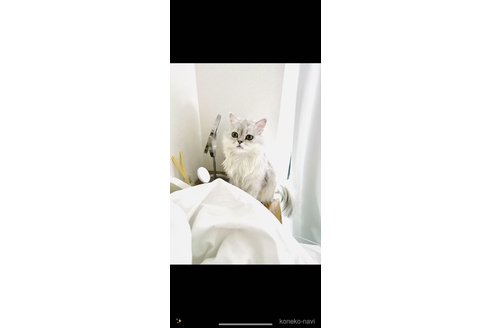 販売中の埼玉県のミヌエット-121241の2枚目