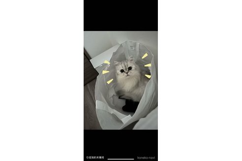 販売中の埼玉県のミヌエット-121241の3枚目