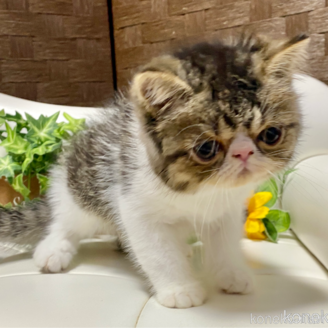 販売中の愛知県のエキゾチックショートヘア-118971