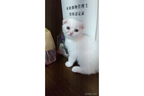 成約済の栃木県のスコティッシュフォールド-120676の3枚目