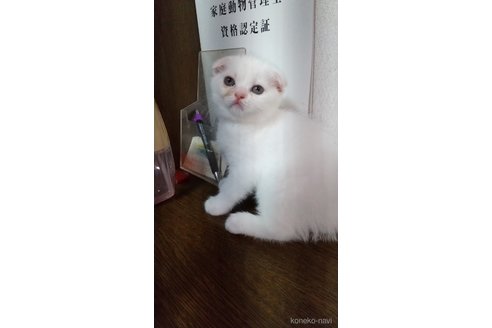 成約済の栃木県のスコティッシュフォールド-120676の2枚目