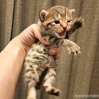 販売中の山口県のアメリカンショートヘア-121246の1枚目