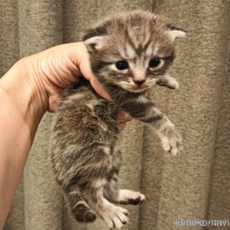 販売中の山口県のアメリカンショートヘア-121247の1枚目