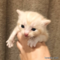 オンライン見学