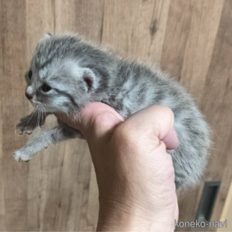 販売中の山口県のアメリカンショートヘア-121249の1枚目