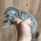 オンライン見学