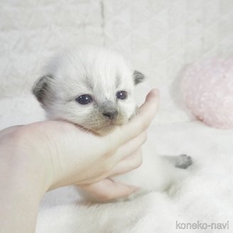 販売中の大阪府のサイベリアン-121255の4枚目