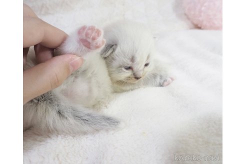 販売中の大阪府のサイベリアン-121253の6枚目