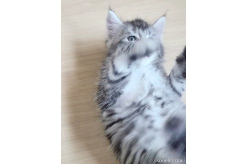 成約済の岡山県のメインクーン-120762の6枚目