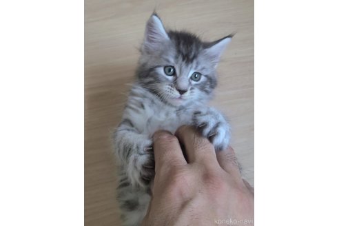 成約済の岡山県のメインクーン-120762の4枚目