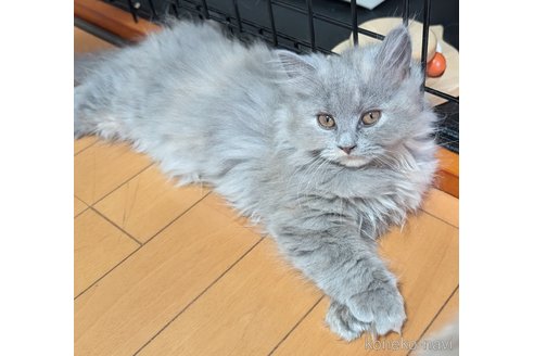 販売中の大阪府のスコティッシュフォールド-114964の3枚目