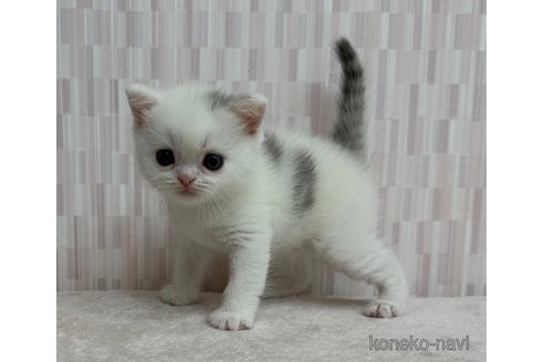 販売中の千葉県のスコティッシュフォールド-121275の2枚目