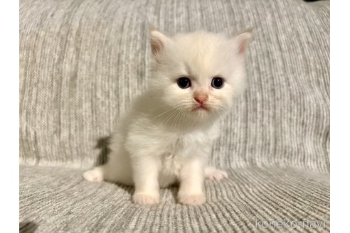 販売中の兵庫県のサイベリアン-121277の9枚目