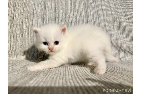 販売中の兵庫県のサイベリアン-121280の4枚目