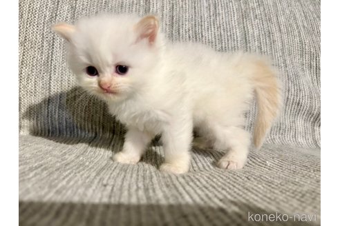販売中の兵庫県のサイベリアン-121282の9枚目