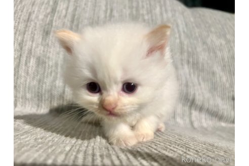 販売中の兵庫県のサイベリアン-121282の6枚目