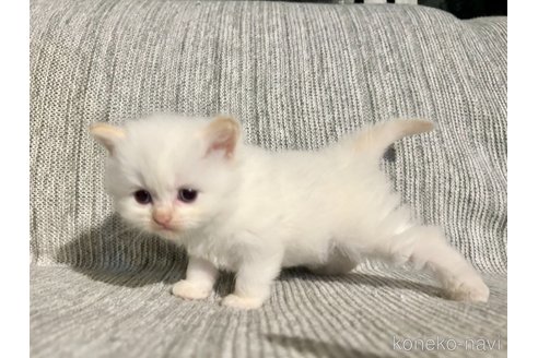 販売中の兵庫県のサイベリアン-121282の8枚目