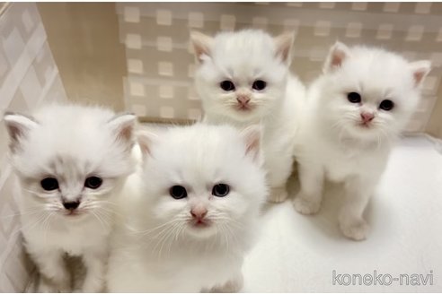 販売中の兵庫県のサイベリアン-121284の2枚目