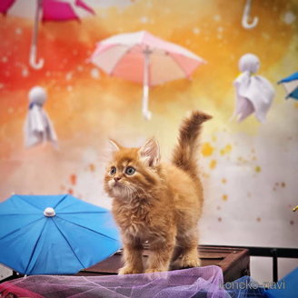 販売中の東京都のマンチカン-121287の5枚目