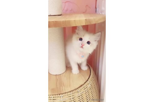 販売中の京都府のラグドール-121286の2枚目