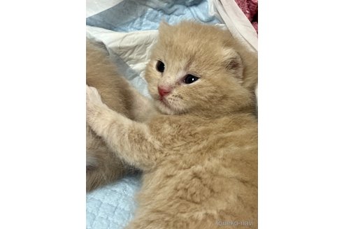 販売中の東京都のスコティッシュフォールド-120475の2枚目