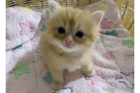 販売中の京都府のミヌエット-121298の4枚目