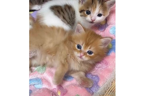 販売中の京都府のミヌエット-121298の6枚目