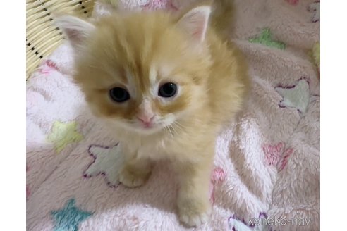 販売中の京都府のミヌエット-121298の2枚目