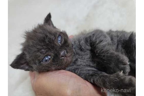 販売中の愛知県のセルカークレックス-121320の5枚目