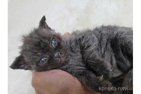 販売中の愛知県のセルカークレックス-121320の4枚目