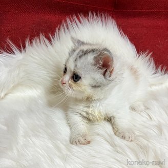 販売中の北海道のマンチカン(短足)-121327の8枚目