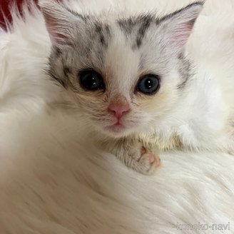 販売中の北海道のマンチカン(短足)-121327の3枚目