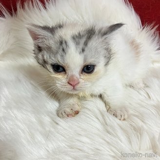 販売中の北海道のマンチカン(短足)-121327の1枚目