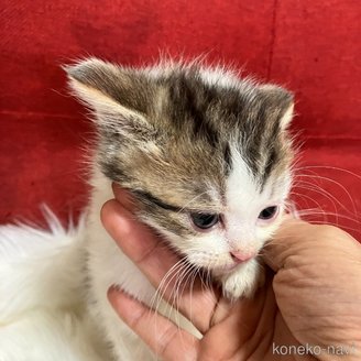販売中の北海道のマンチカン-121330の2枚目