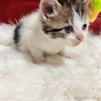 販売中の北海道のマンチカン-121330の4枚目
